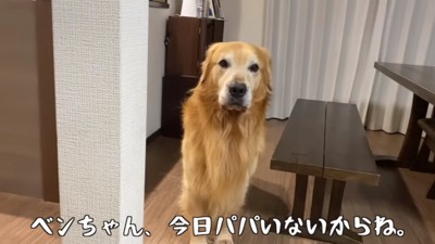 お母さんの話を聞くベンツくん