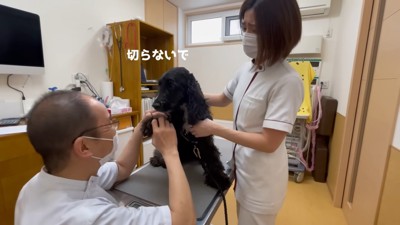 「爪切りされる！？」