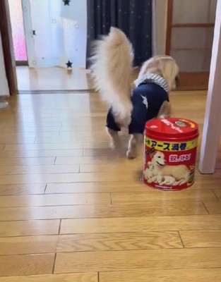 どこかへ行ってしまった