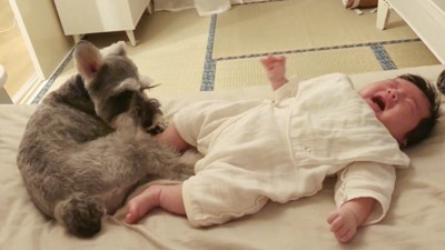 赤ちゃんを見る犬