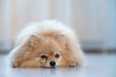 体調が悪そうな様子で床に伏せる犬