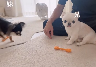 おもちゃを狙う妹犬