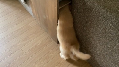 諦めずにお顔を突っ込んでいます