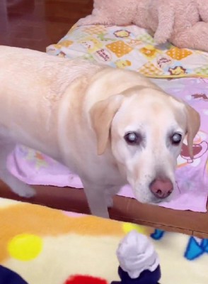 「お腹空いてるとか？」