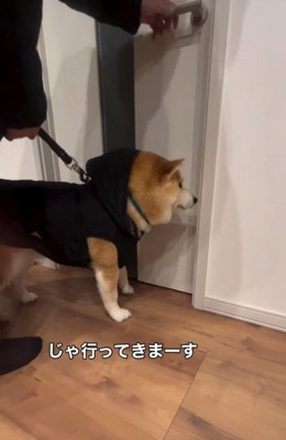 散歩の準備万端な柴犬