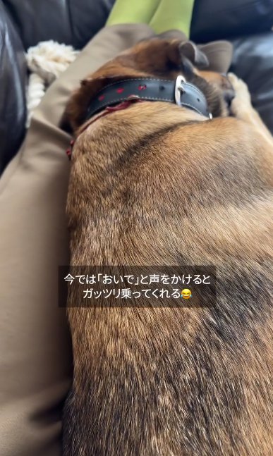 寝転ぶ女性の上でくつろぐ大型犬