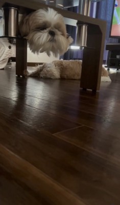 圧巻のパフォーマンス