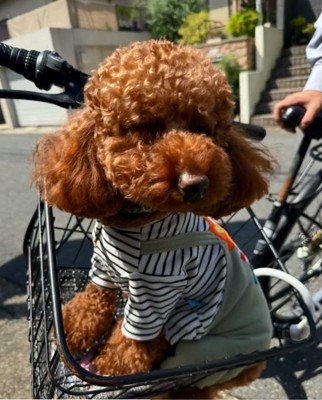 自転車のカゴに入るまつくん