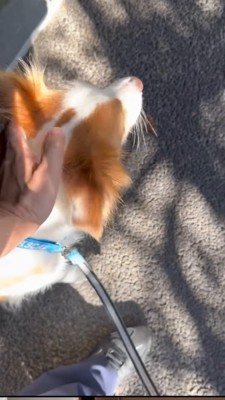首輪を付けたボーダーコリー