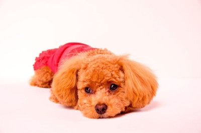 寝そべっているトイプードル