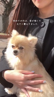 女性の膝の上に乗りながら、外の音に震える犬