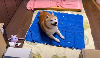 笑顔で休憩する柴犬