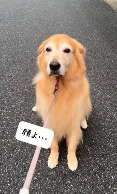 散歩を拒否する大型犬