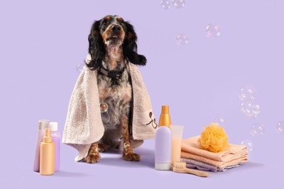 バスグッズのそばに座っている犬