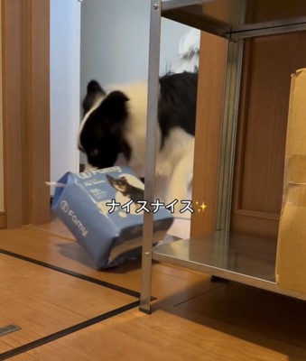 大きな袋を引きずる犬