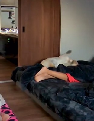 ベッドで寝る大型犬