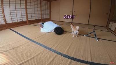 みるくちゃんの前で死んだフリをしたら4