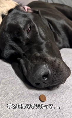 スヤスヤお昼寝中