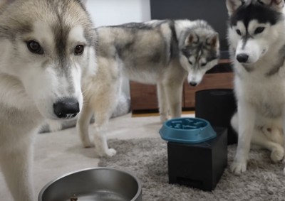 他の犬のご飯を狙う犬達