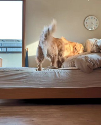 気配はするのにどこにもいない！