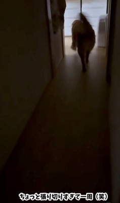 廊下を元気よく歩く犬の姿