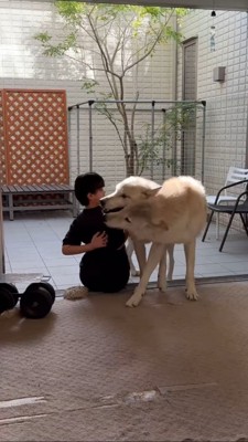 飼い主を鼻でつつくウルフドッグ2匹