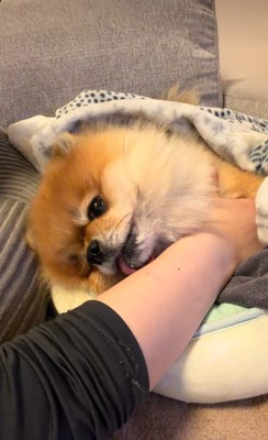 腕をペロペロ♪