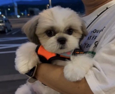 抱っこされる犬3