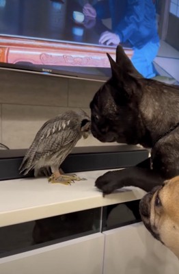 そらちゃん、勇気を出す練習中