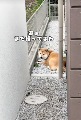 お散歩後、まったりタイム
