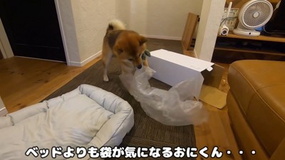 新しいベッドを買ってもらったおにぎりくん2