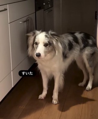 こちらを見つめる犬2