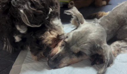 同居犬のおいもちゃんも…