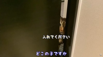 見知らぬ猫が訪問！？