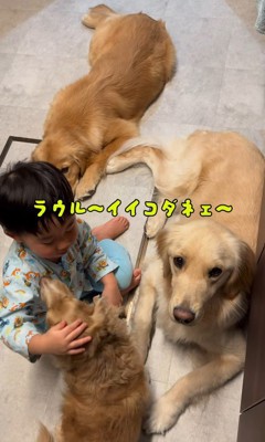 犬3匹を撫でる男の子3