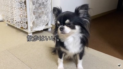 飼い主さんを独り占めするライくん2