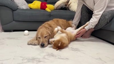 うにくんとおからちゃん