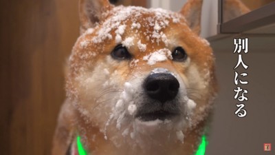 別犬になってしまった