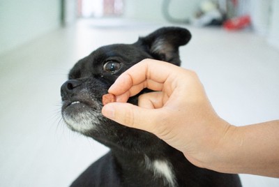 食べ物を嫌がる犬