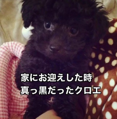 クロエちゃんの子犬期