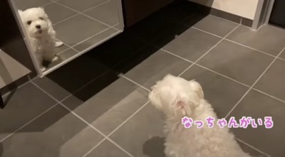 なっちゃんがいる