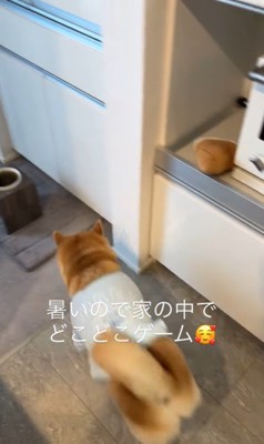 おもちゃ探しゲームをする忠太くん7