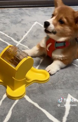 不満そうなむぎちゃん