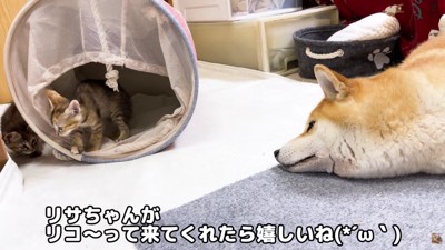 温かく見守るリコちゃん