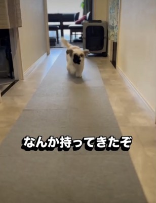 部屋から出てくる犬