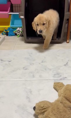 何かを狙っている様子