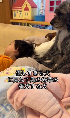 2匹と長女ちゃんが一緒にまったり♪