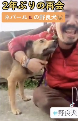 頬にすり寄り舐める犬