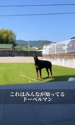 ドーベルマンのふじ君