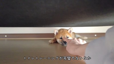 犬の鼻を触る手